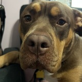 Entry image for Jack aka Jack-a-Roni