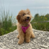 Entry image for Millie