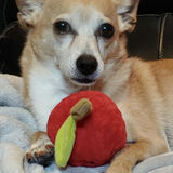 Entry image for Charles Xavier