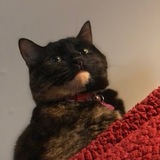 Entry image for Cleo