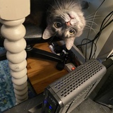 Entry image for Simon