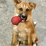 Entry image for Sammy