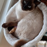 Entry image for Sundae