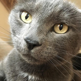 Entry image for Marley