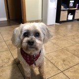 Entry image for Benji