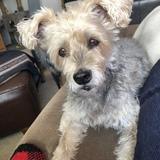 Entry image for Frankie