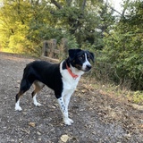 Entry image for Bodhi 