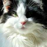 Entry image for Loki