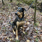 Entry image for Reese