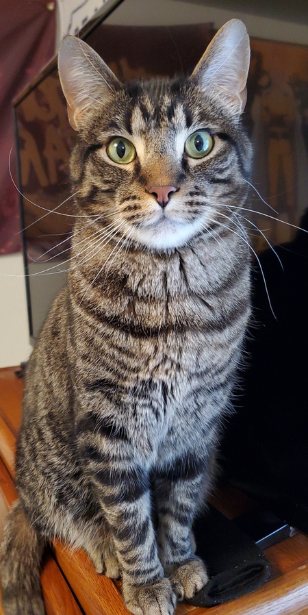 Entry image for Mr. Kitty. Clicking this image will show a larger photo