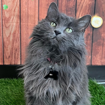 Entry image for Blu. Clicking this image will show a larger photo