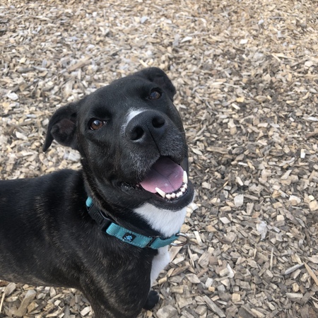 Entry image for Thalia. Clicking this image will show a larger photo