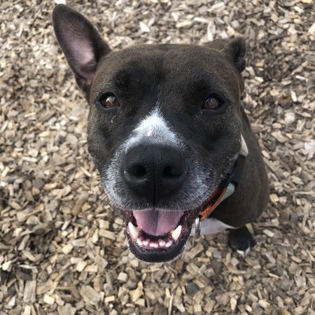 Entry image for Rhea. Clicking this image will show a larger photo