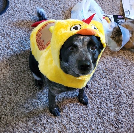 Entry image for Sissy. Clicking this image will show a larger photo