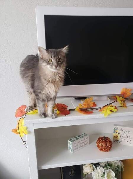 Entry image for Finn. Clicking this image will show a larger photo