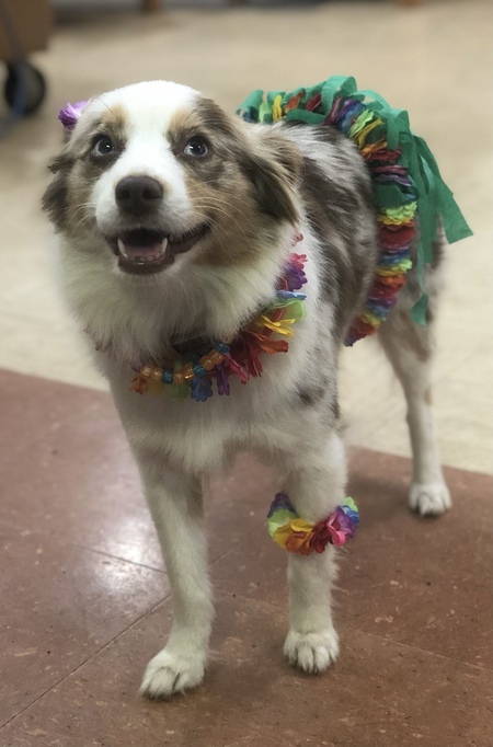 Entry image for Kaya. Clicking this image will show a larger photo