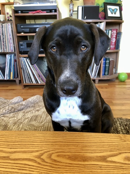 Entry image for Sammy. Clicking this image will show a larger photo