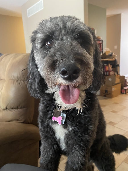 Entry image for Lexi. Clicking this image will show a larger photo