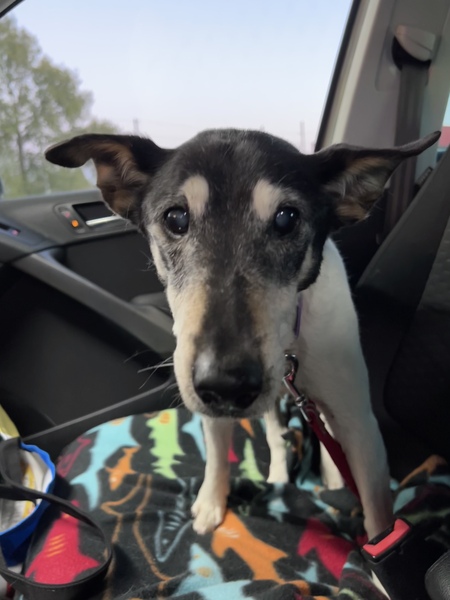 Entry image for Geezer. Clicking this image will show a larger photo