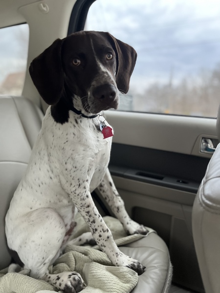 Entry image for Otto. Clicking this image will show a larger photo