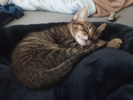 Entry image for Mia. Clicking this image will show a larger photo