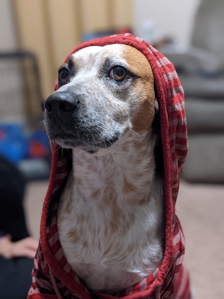 Entry image for Zeke. Clicking this image will show a larger photo