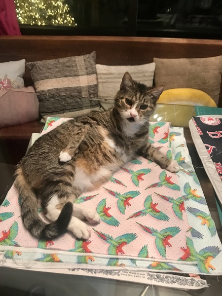 Entry image for Mickey. Clicking this image will show a larger photo