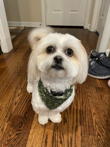 Entry image for Lola. Clicking this image will show a larger photo