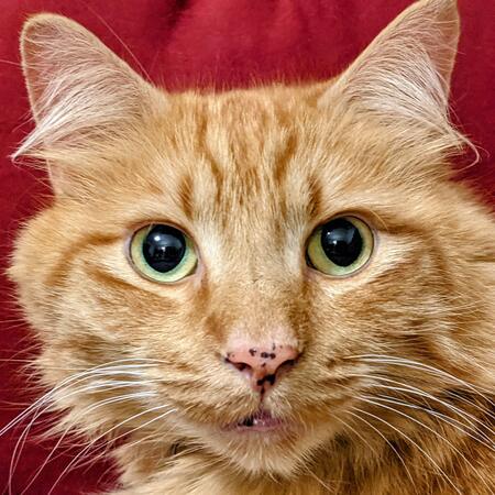 Entry image for Tom. Clicking this image will show a larger photo