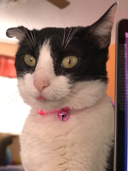 Entry image for Milkshake. Clicking this image will show a larger photo