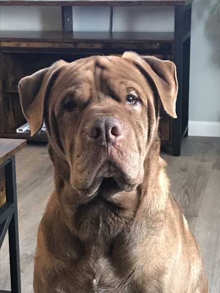 Entry image for Polo. Clicking this image will show a larger photo