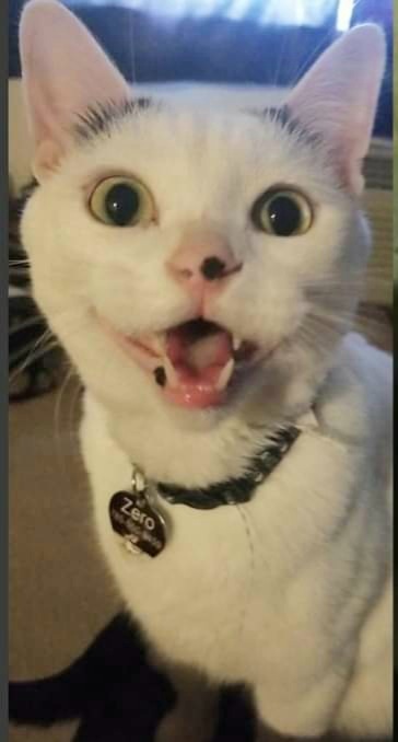 Entry image for Zero. Clicking this image will show a larger photo