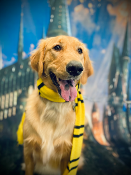 Entry image for Birdie. Clicking this image will show a larger photo