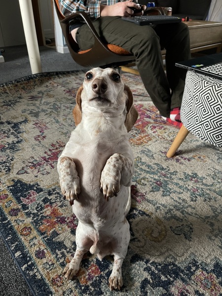 Entry image for Lambeau. Clicking this image will show a larger photo