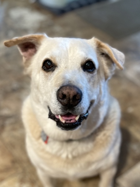 Entry image for Jasper. Clicking this image will show a larger photo