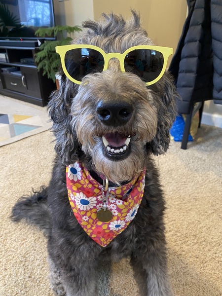 Entry image for Piper. Clicking this image will show a larger photo