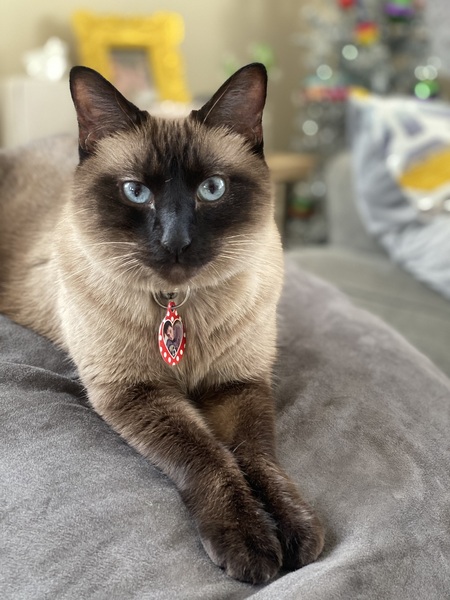 Entry image for Pussana. Clicking this image will show a larger photo