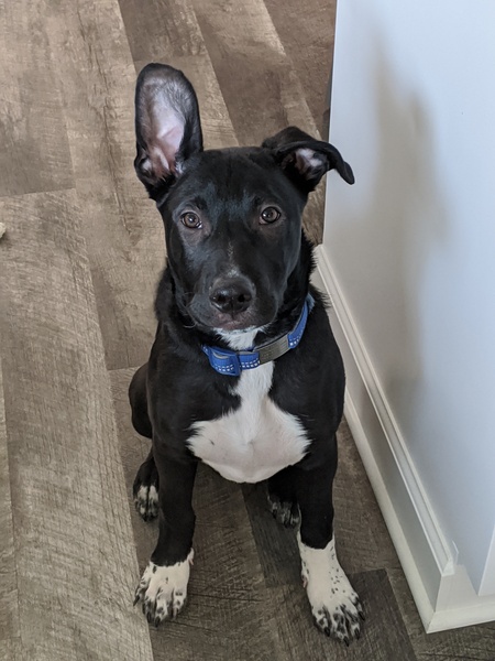 Entry image for Miles. Clicking this image will show a larger photo