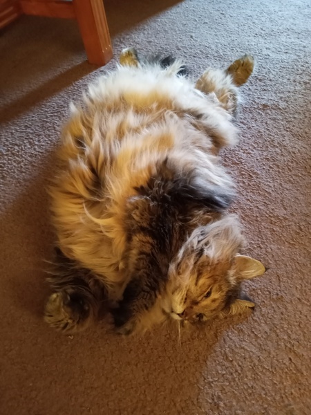 Entry image for Tiger. Clicking this image will show a larger photo