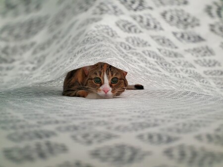 Entry image for Chloe. Clicking this image will show a larger photo