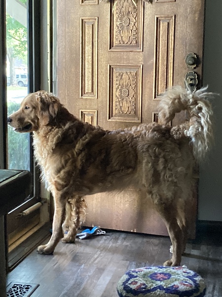 Entry image for Bailey. Clicking this image will show a larger photo