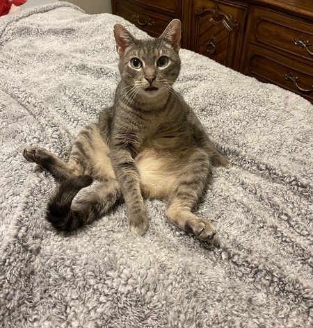 Entry image for Boomer . Clicking this image will show a larger photo