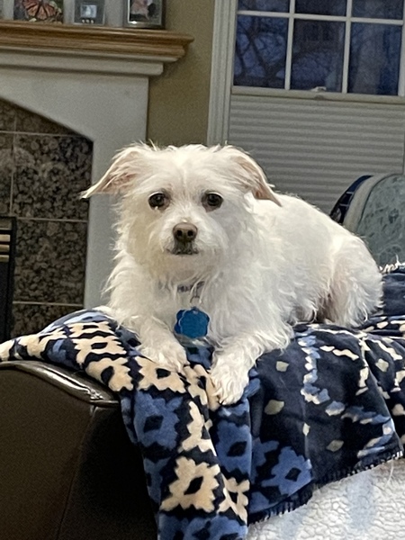 Entry image for Tyson. Clicking this image will show a larger photo