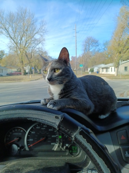 Entry image for Miss Kitty . Clicking this image will show a larger photo