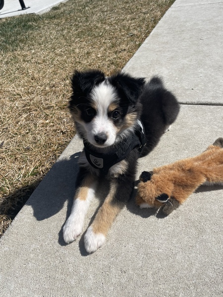 Entry image for Ellie. Clicking this image will show a larger photo