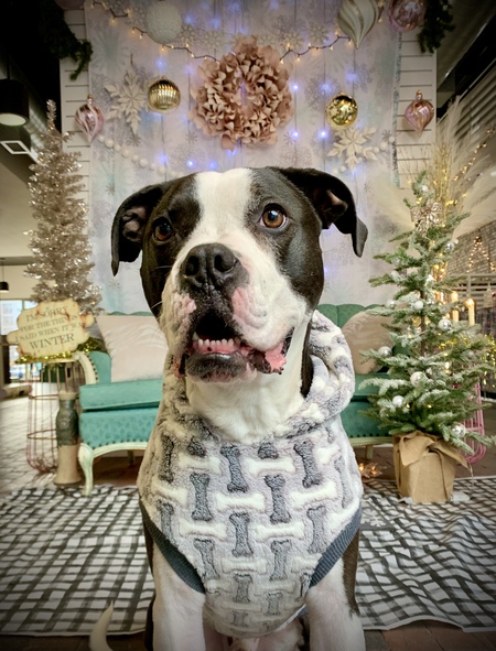 Entry image for Sully Dog . Clicking this image will show a larger photo