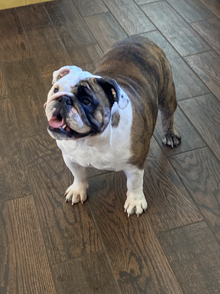 Entry image for Bella. Clicking this image will show a larger photo