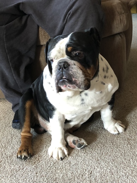 Entry image for Winston. Clicking this image will show a larger photo