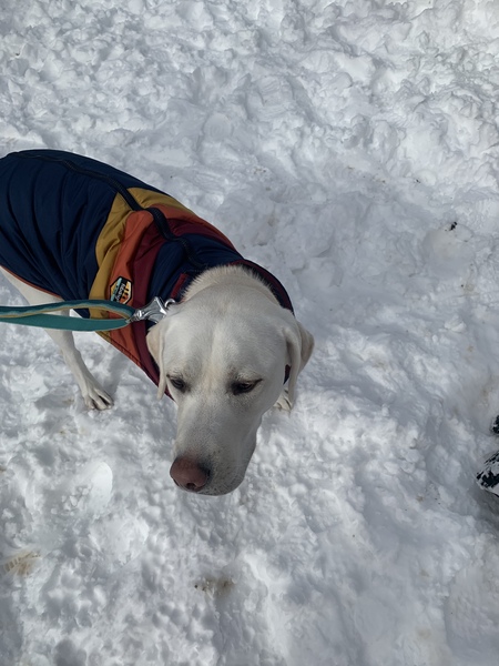 Entry image for Leeloo. Clicking this image will show a larger photo