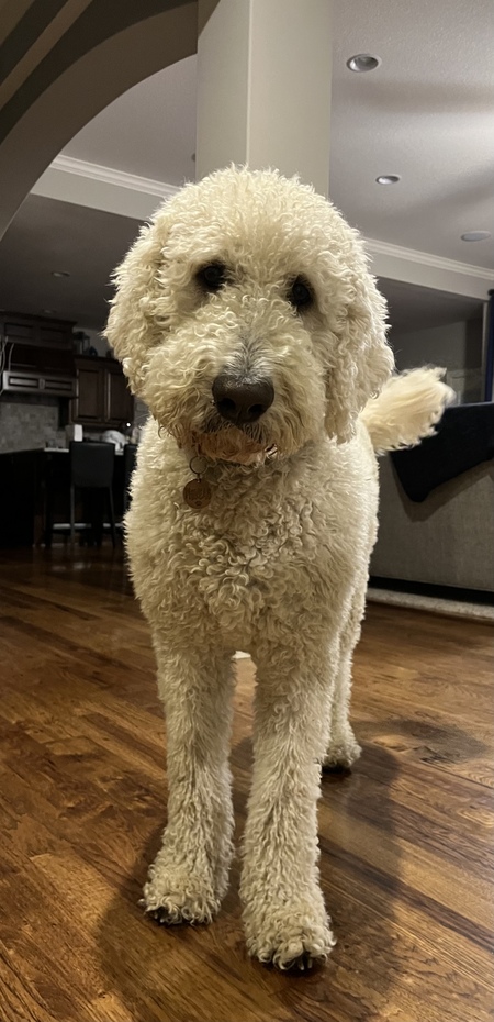 Entry image for Phineas. Clicking this image will show a larger photo